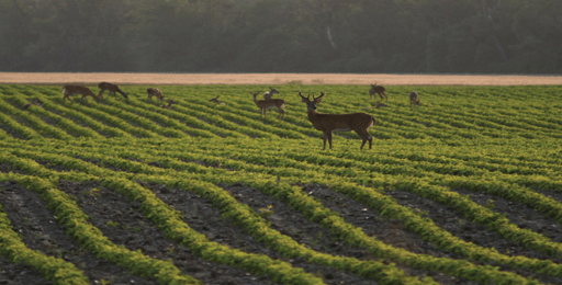 Wild buck